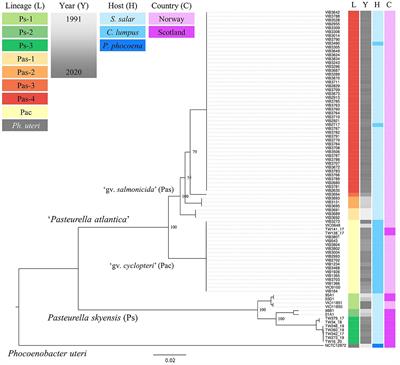 Phylogeography and host specificity of Pasteurellaceae pathogenic to sea-farmed fish in the north-east Atlantic